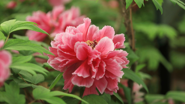 花王牡丹花