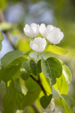 白色沙果花