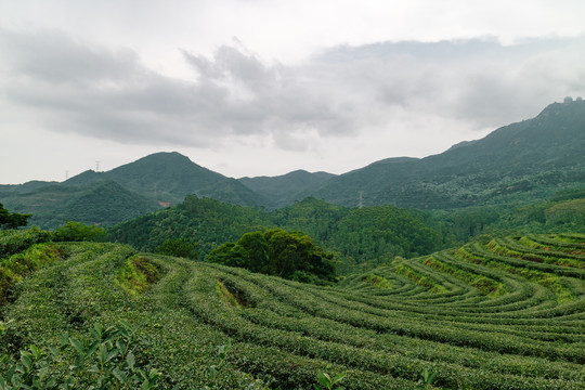 山上茶园