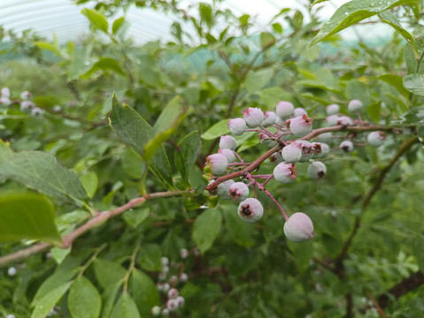 种植果园蓝莓