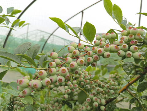 带雨蓝莓果