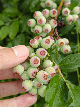 带雨蓝莓鲜果