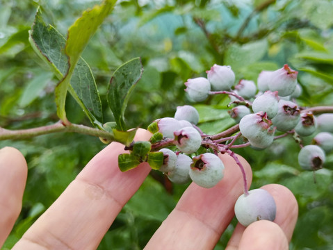 手摘枝头蓝莓