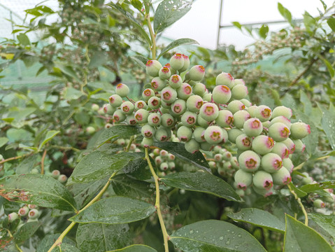 种植园带雨蓝莓