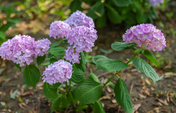 绣球花