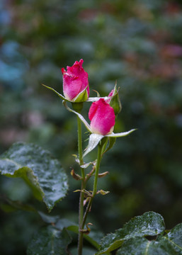 细雨中的玫瑰