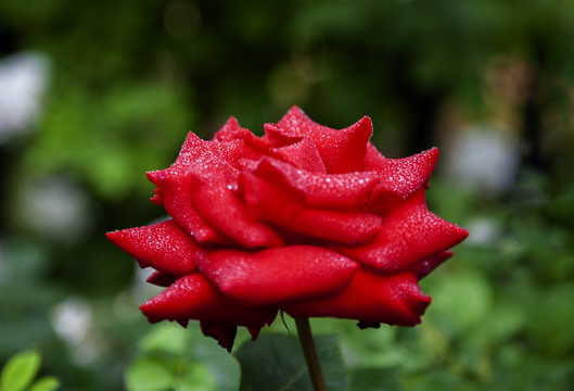 细雨中的玫瑰