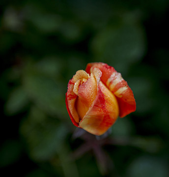 细雨中的玫瑰