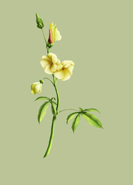 金花葵