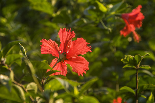 扶桑花红色花儿