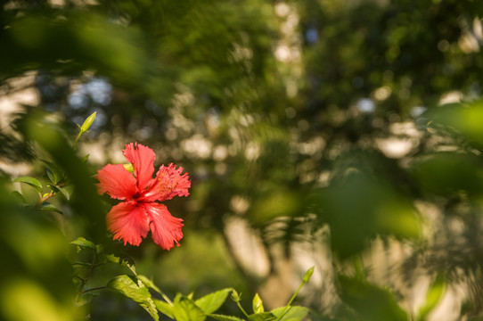 红花朱槿