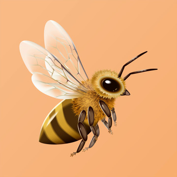 写实蜜蜂素材