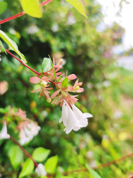 春天里的花朵