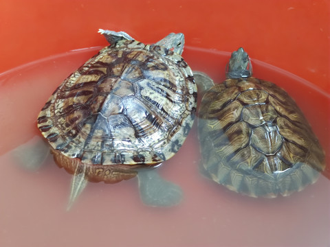 两只大乌龟