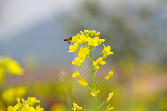 油菜花蜜蜂