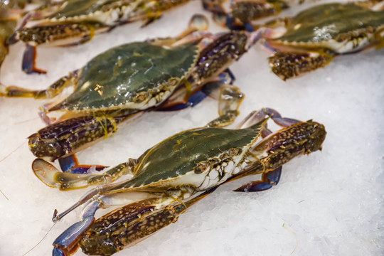 活螃蟹梭子蟹超市水产海鲜