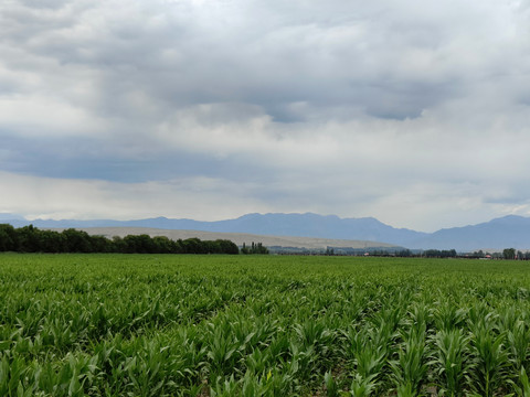 田野