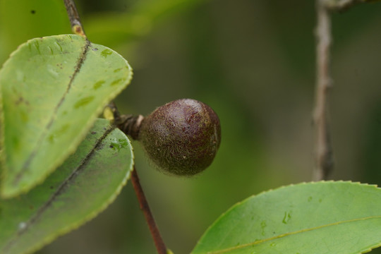 油茶籽果