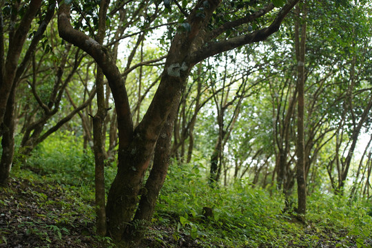 山茶树