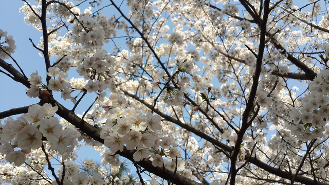 玉渊潭白樱花