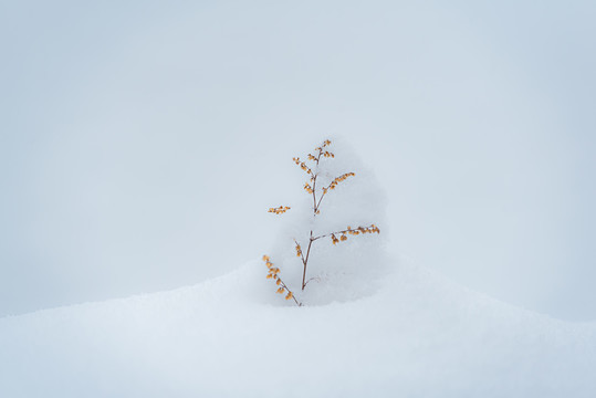 雪中枯草特写照片
