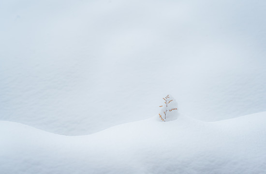 雪中枯草特写照片