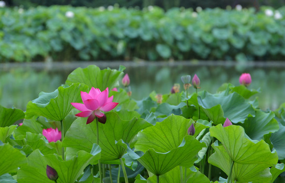 荷花