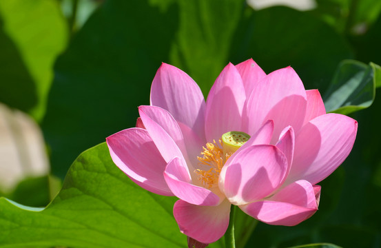 兰州荷花