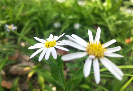 野菊花