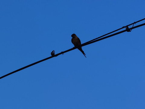 电线杆上的小鸟