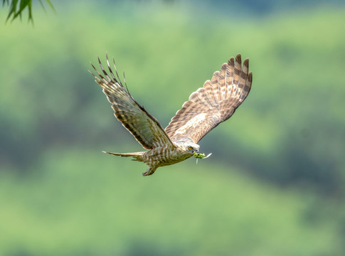 褐冠鹃隼