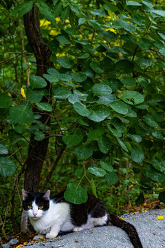 山路边树下的黑白花野猫
