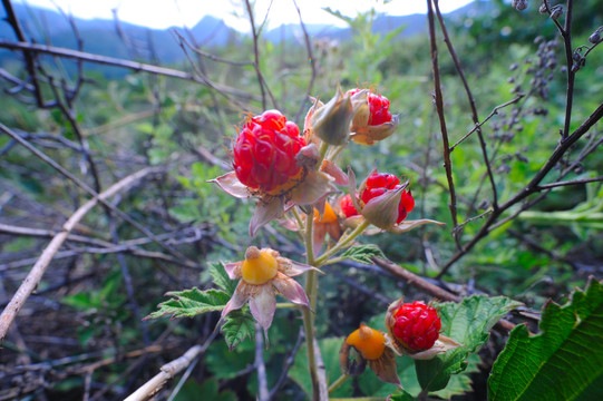 野生树莓