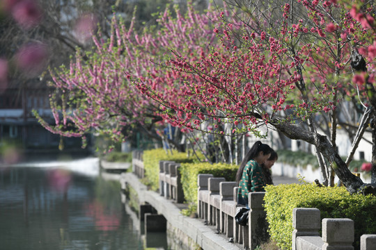 西湖桃花