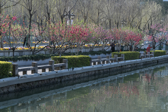 西湖桃花