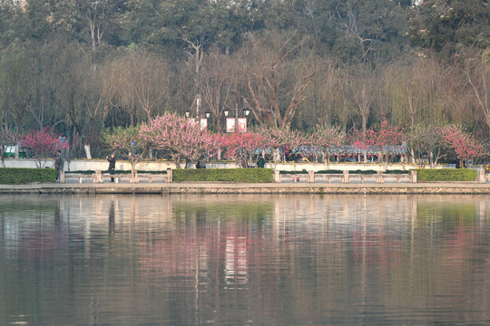 西湖桃花