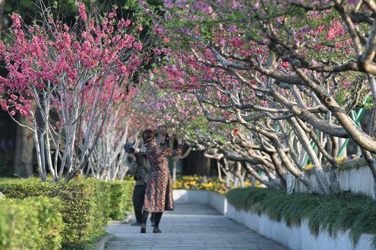 西湖桃花