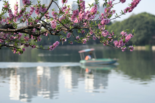 西湖桃花