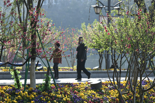 西湖桃花