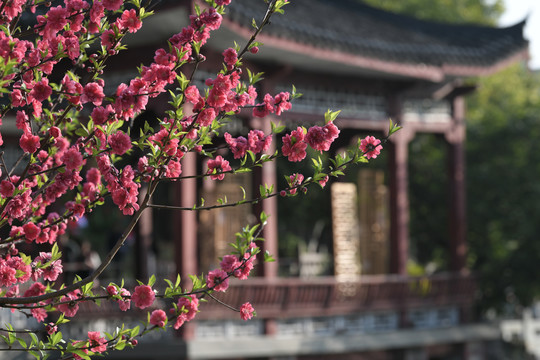 西湖桃花
