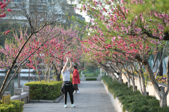 西湖桃花