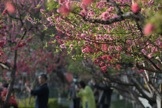 西湖桃花