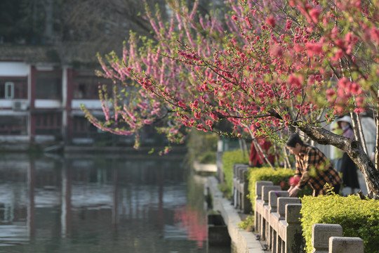 西湖桃花