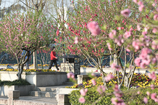 西湖桃花