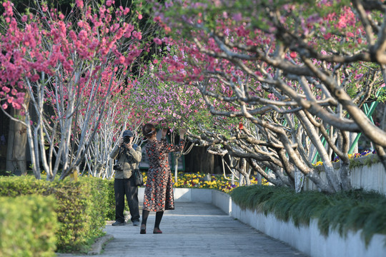 西湖桃花