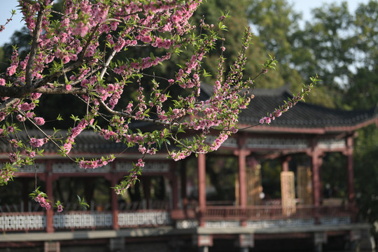 西湖桃花
