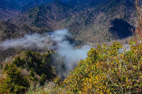 大雾山