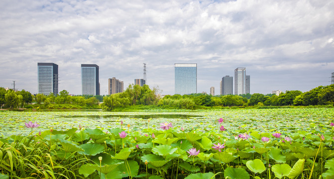 荷花与城市