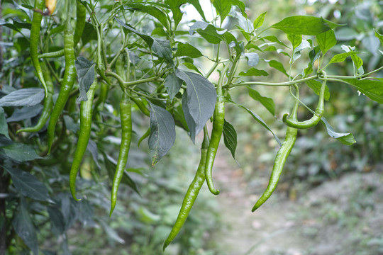 二荆条新鲜二荆条辣椒