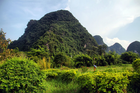 阳朔大榕树